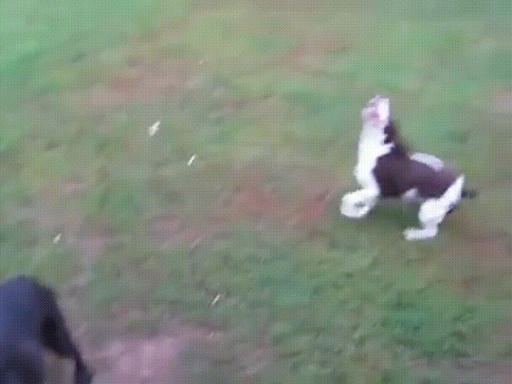 perro bola-1